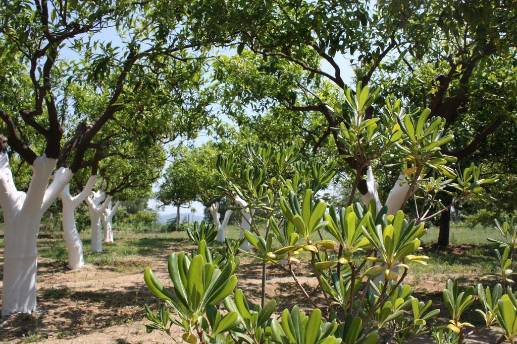 Azienda Agrituristica Biologica Il Querceto Santa Severina Eksteriør bilde