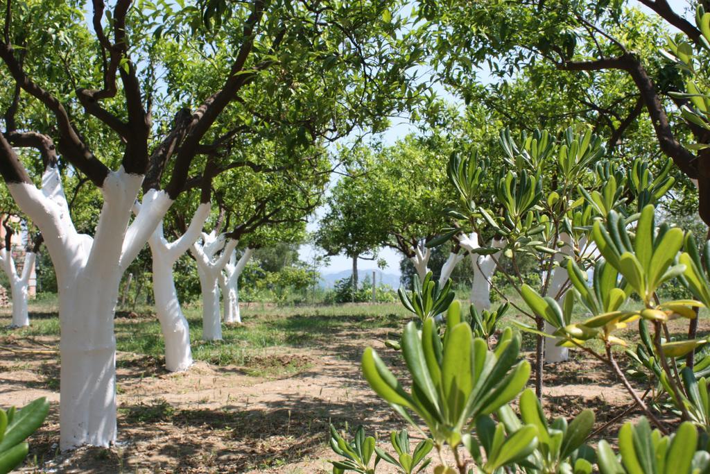 Azienda Agrituristica Biologica Il Querceto Santa Severina Eksteriør bilde